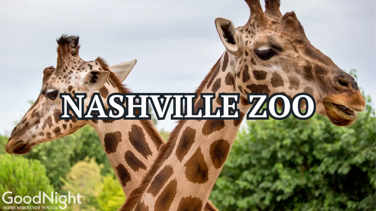 Up close, two giraffes peer playfully at the camera, against a lush green background. The joyful mood highlights the fun and excitement of observing wildlife at the Nashville Zoo, one of the featured attractions in the narrative.